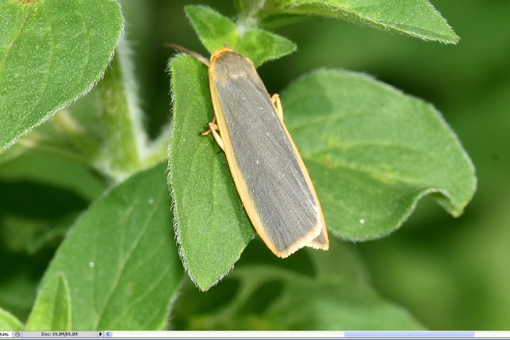 Erebidae Arctiinae: Eilema lurideola? No, Eilema complana